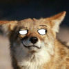 coyotepants
